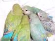 Hand Tame Lovebird Babies Available